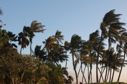 Hawaii Sunset Palmtrees